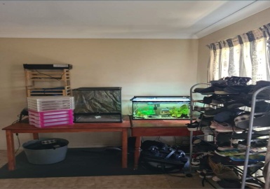 54 Mortlake Cres, Boronia Heights, 4 Bedrooms Bedrooms, ,2 BathroomsBathrooms,House,For Rent,Mortlake,1088 54 Mortlake Cres, Boronia Heights, 4 Bedrooms Bedrooms, ,2 BathroomsBathrooms,House,For Rent,Mortlake,1088